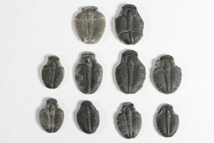 Lot: / Elrathia Trilobite Molt Fossils - Pieces #92048